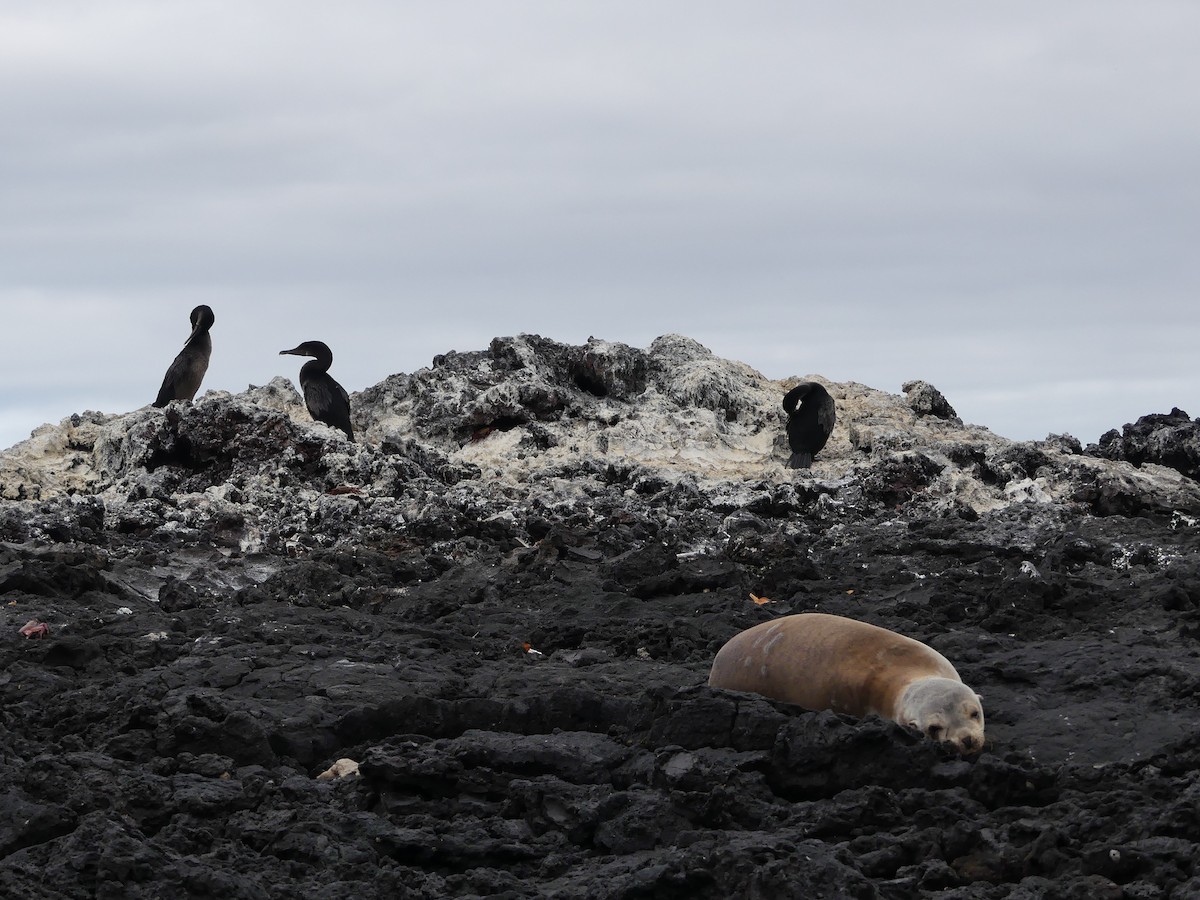 Flightless Cormorant - ML393529051