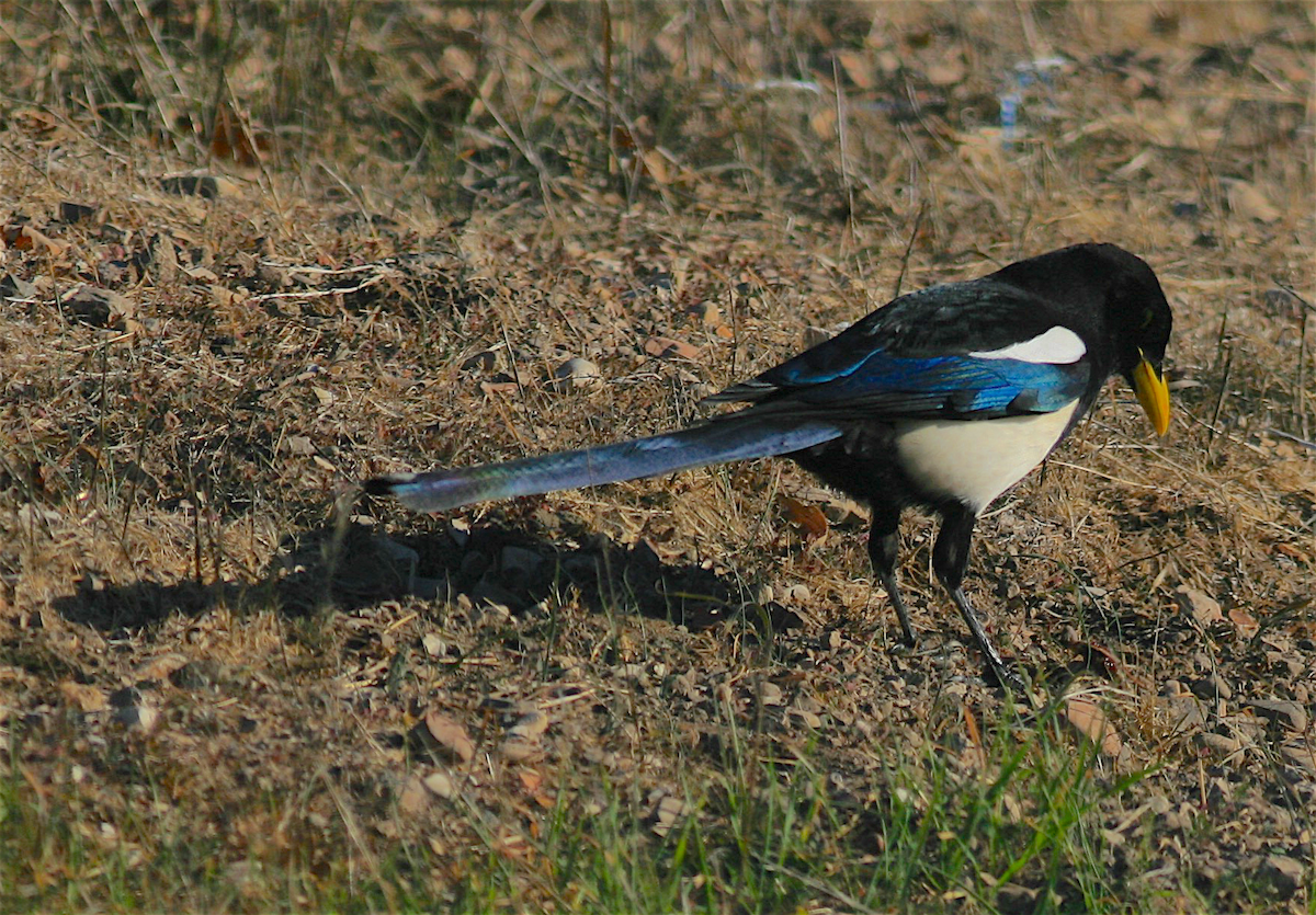 Yellow-billed Magpie - ML393530441