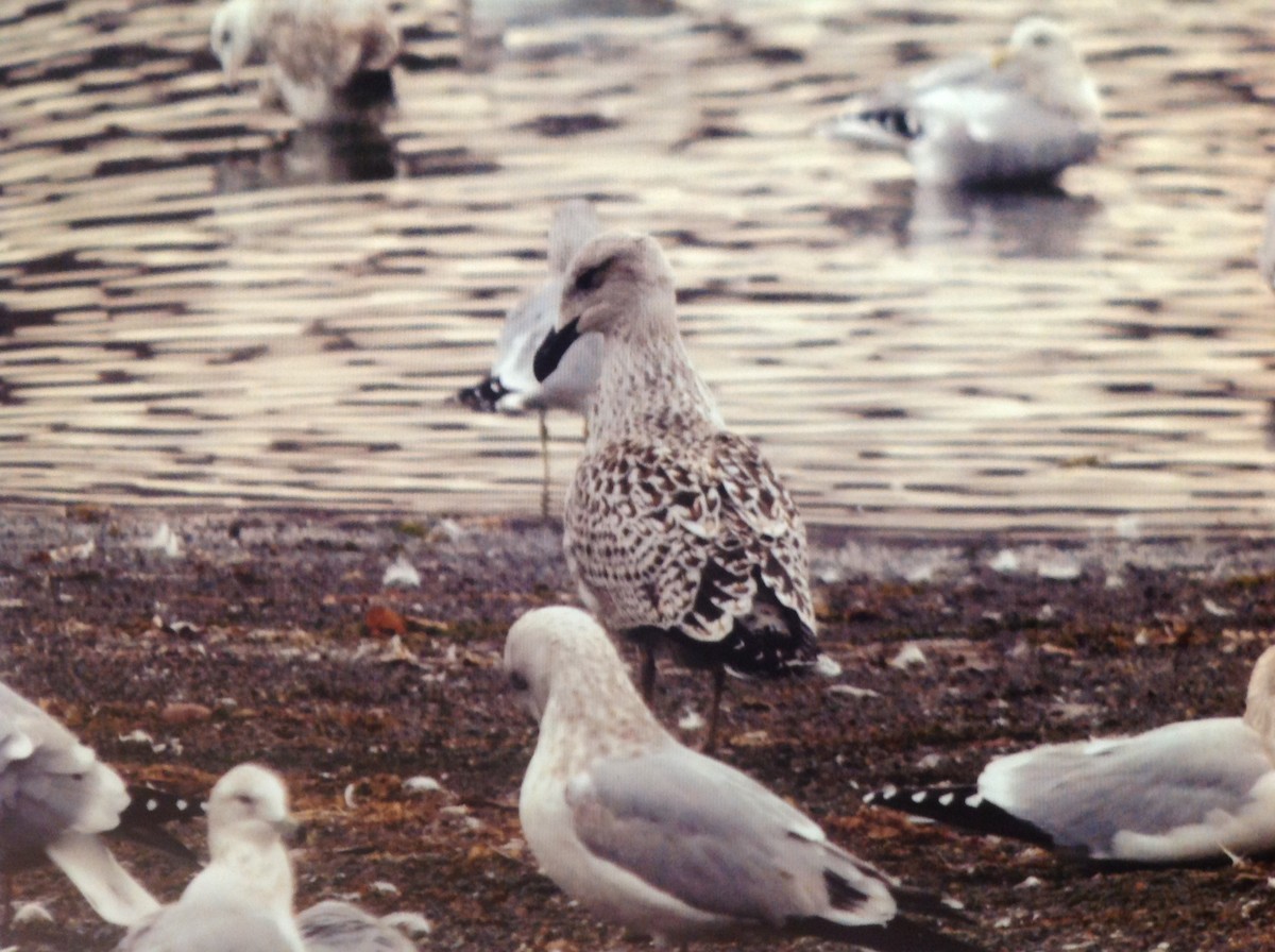 Great Black-backed Gull - ML39353051