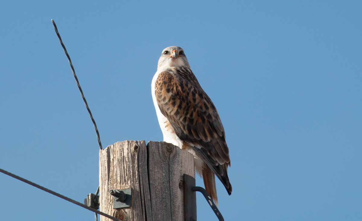 Ferruginous Hawk - ML393530681