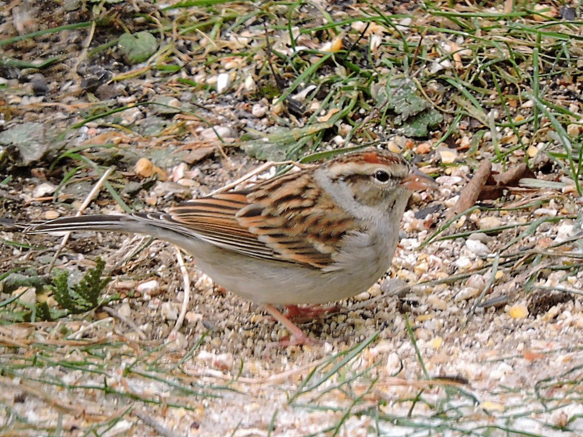 Chipping Sparrow - Melody Walsh