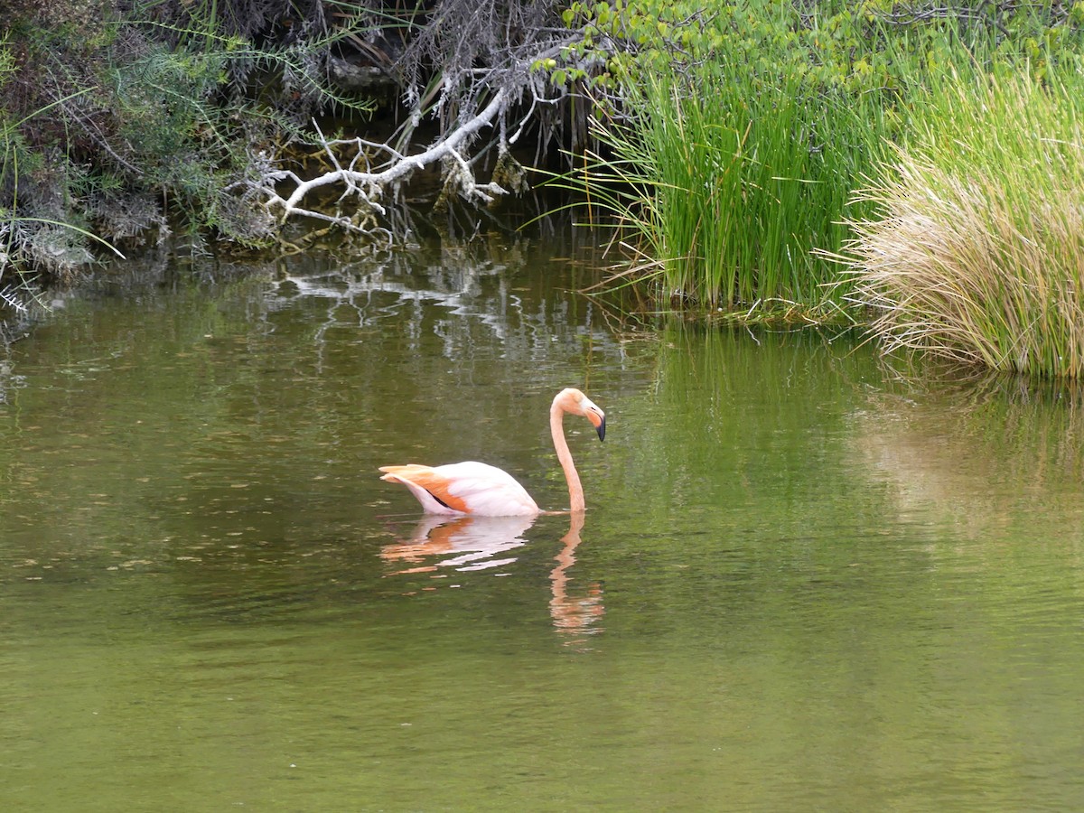 American Flamingo - ML393532381
