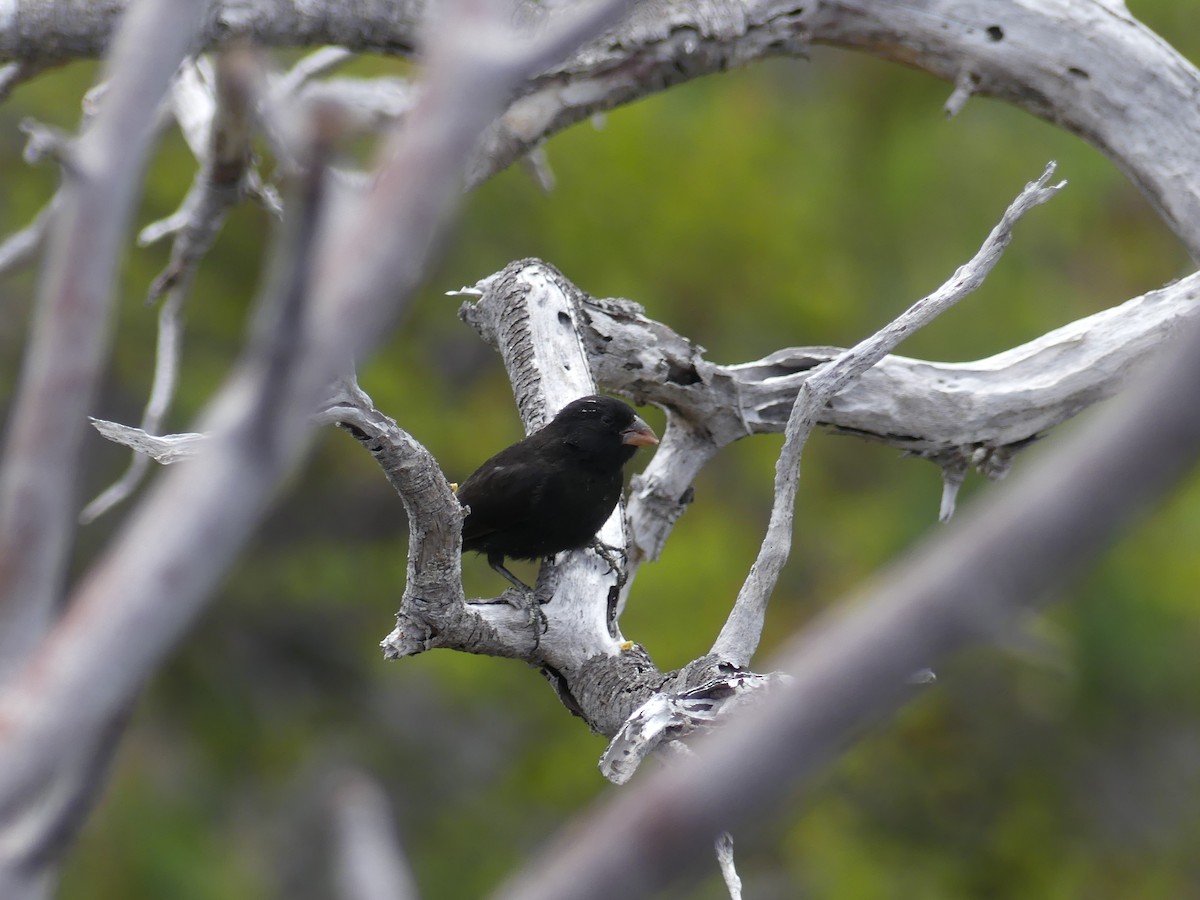 Medium Ground-Finch - ML393532481