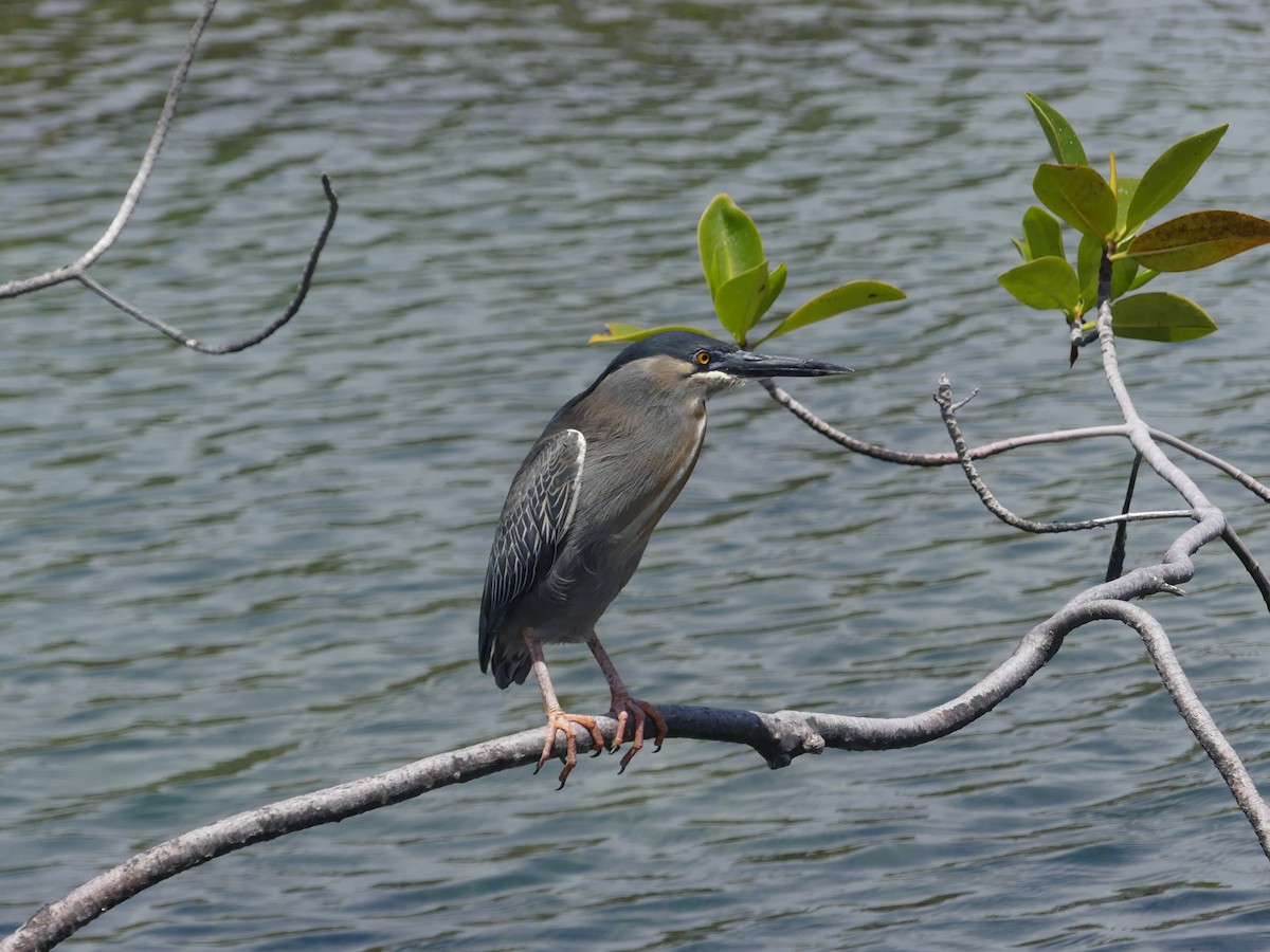 Striated Heron - ML393532561