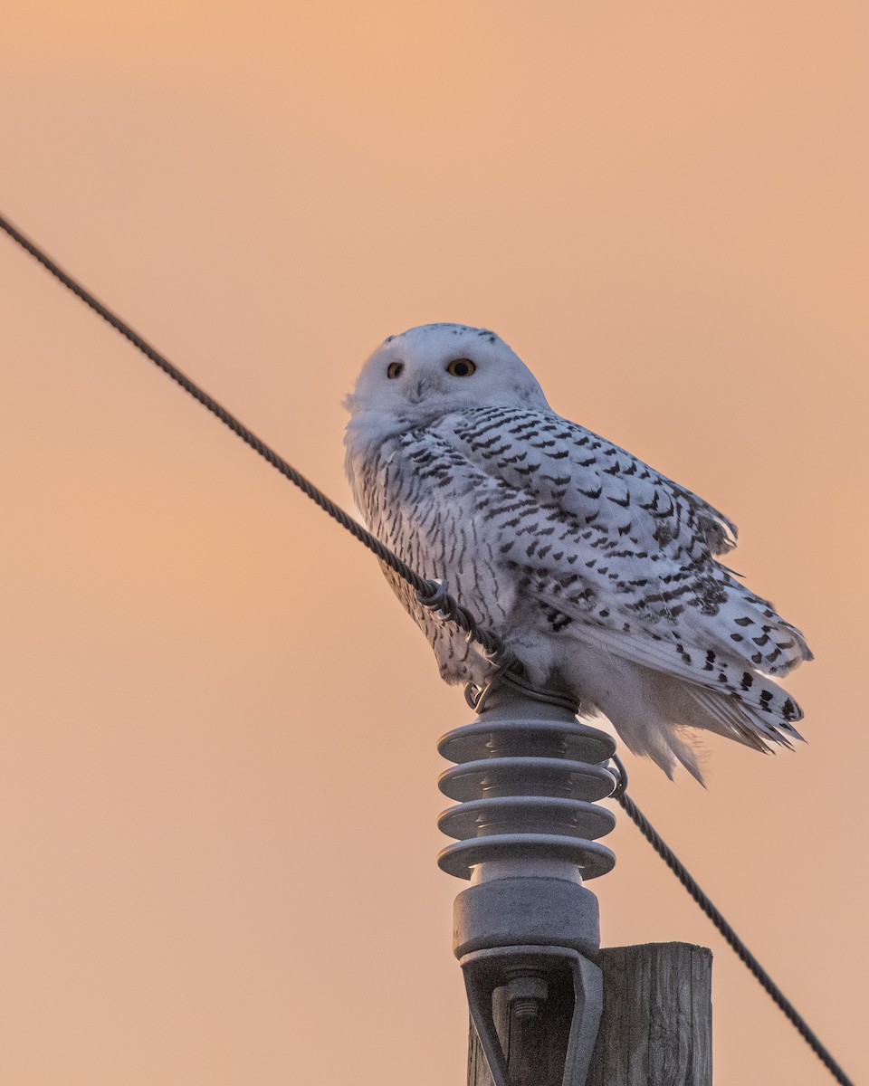 Snowy Owl - Ryan Shean