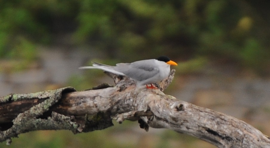 River Tern - JOE M RAJA