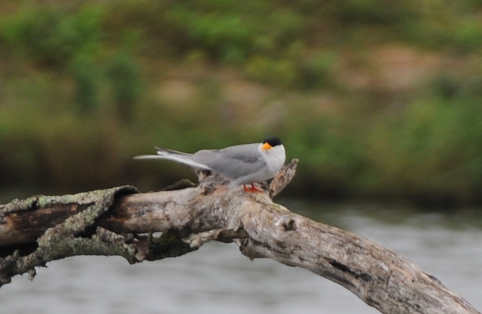 River Tern - JOE M RAJA