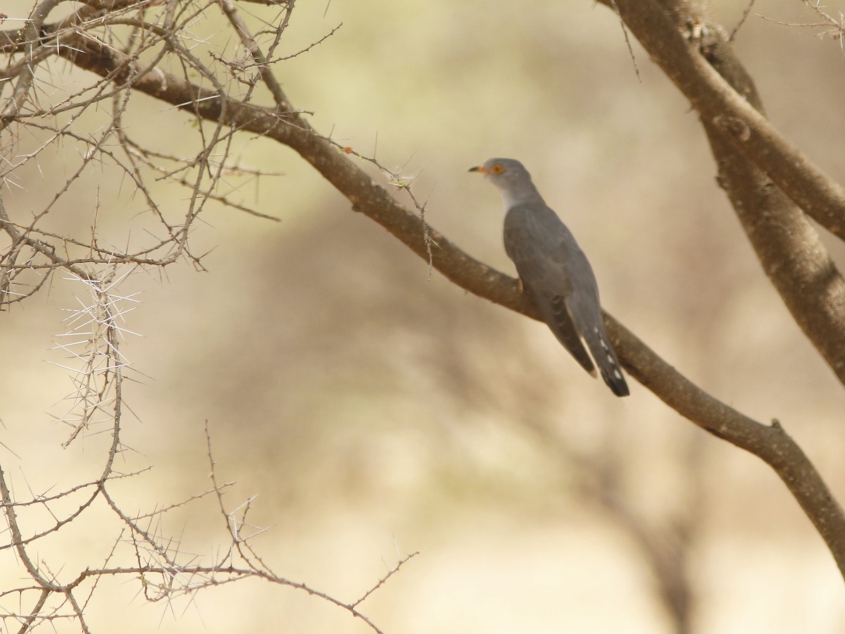 African Cuckoo - David Beadle