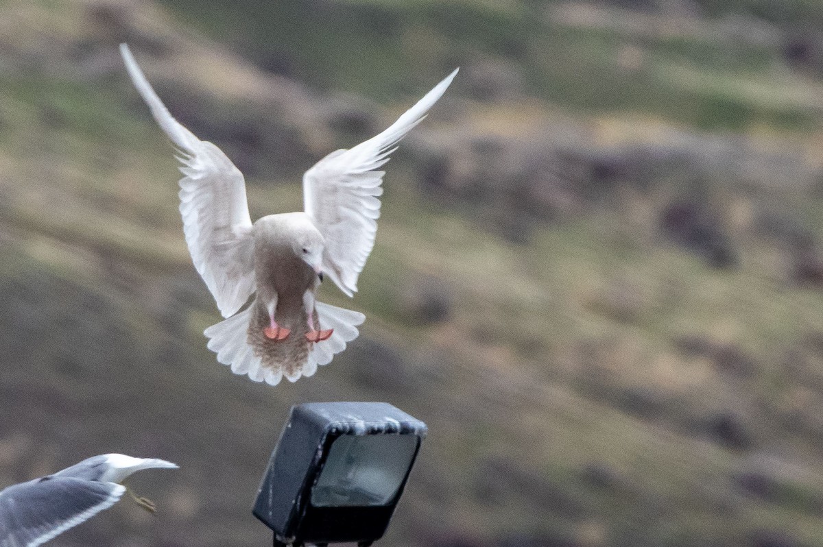 Glaucous Gull - ML393533791