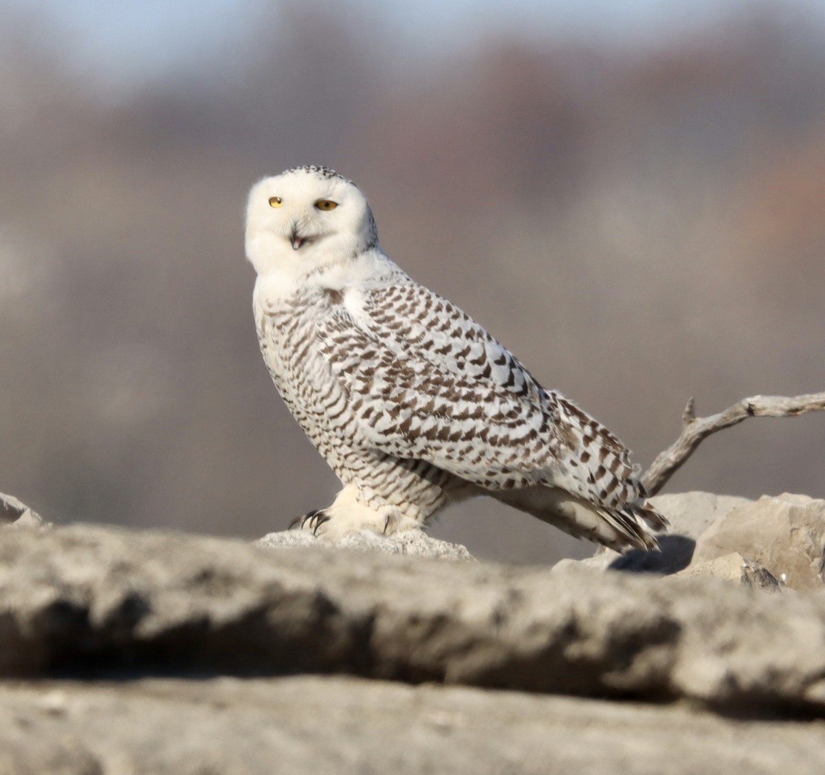 Snowy Owl - ML393534191