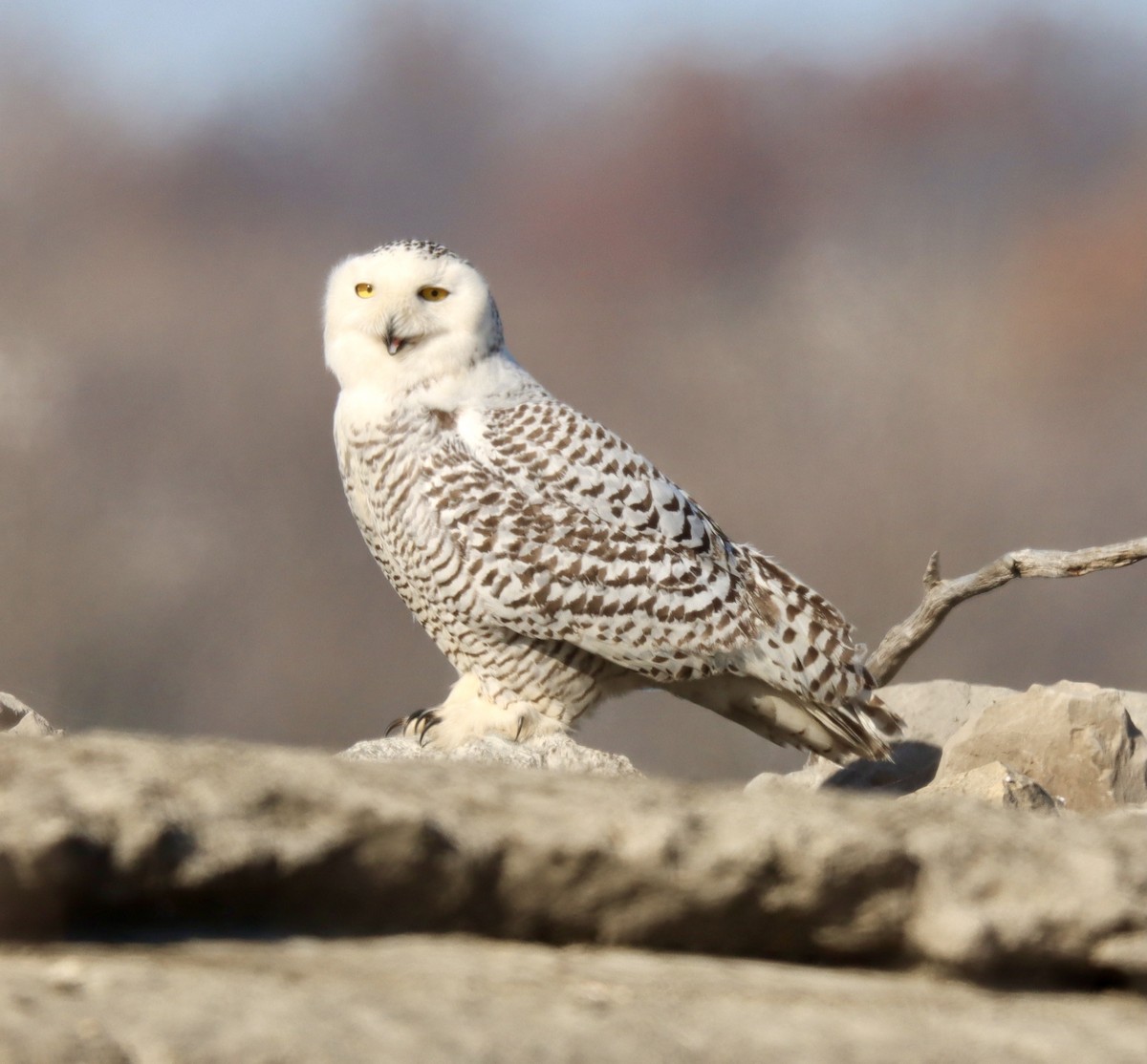 Snowy Owl - ML393534211