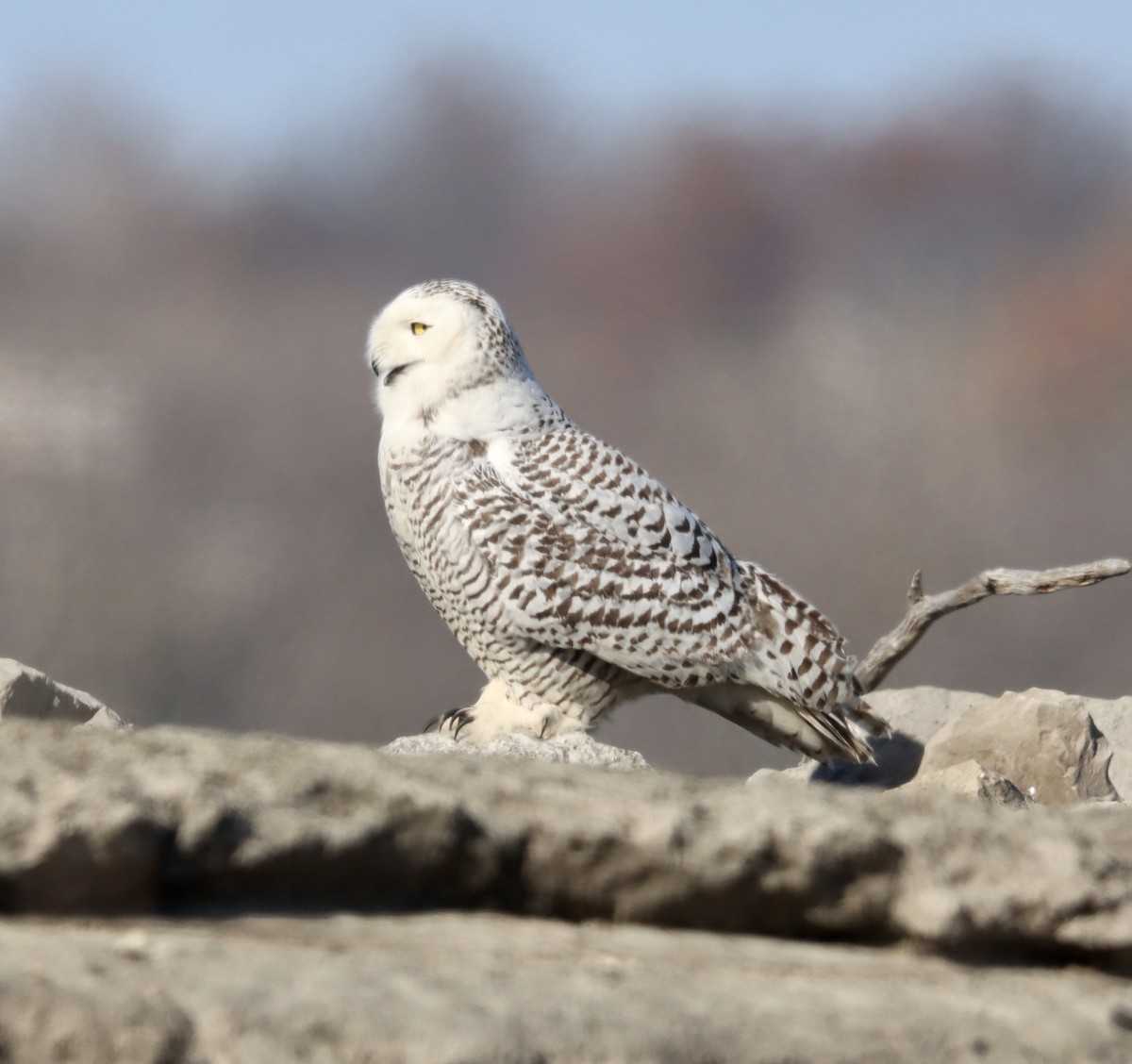 Snowy Owl - ML393534221