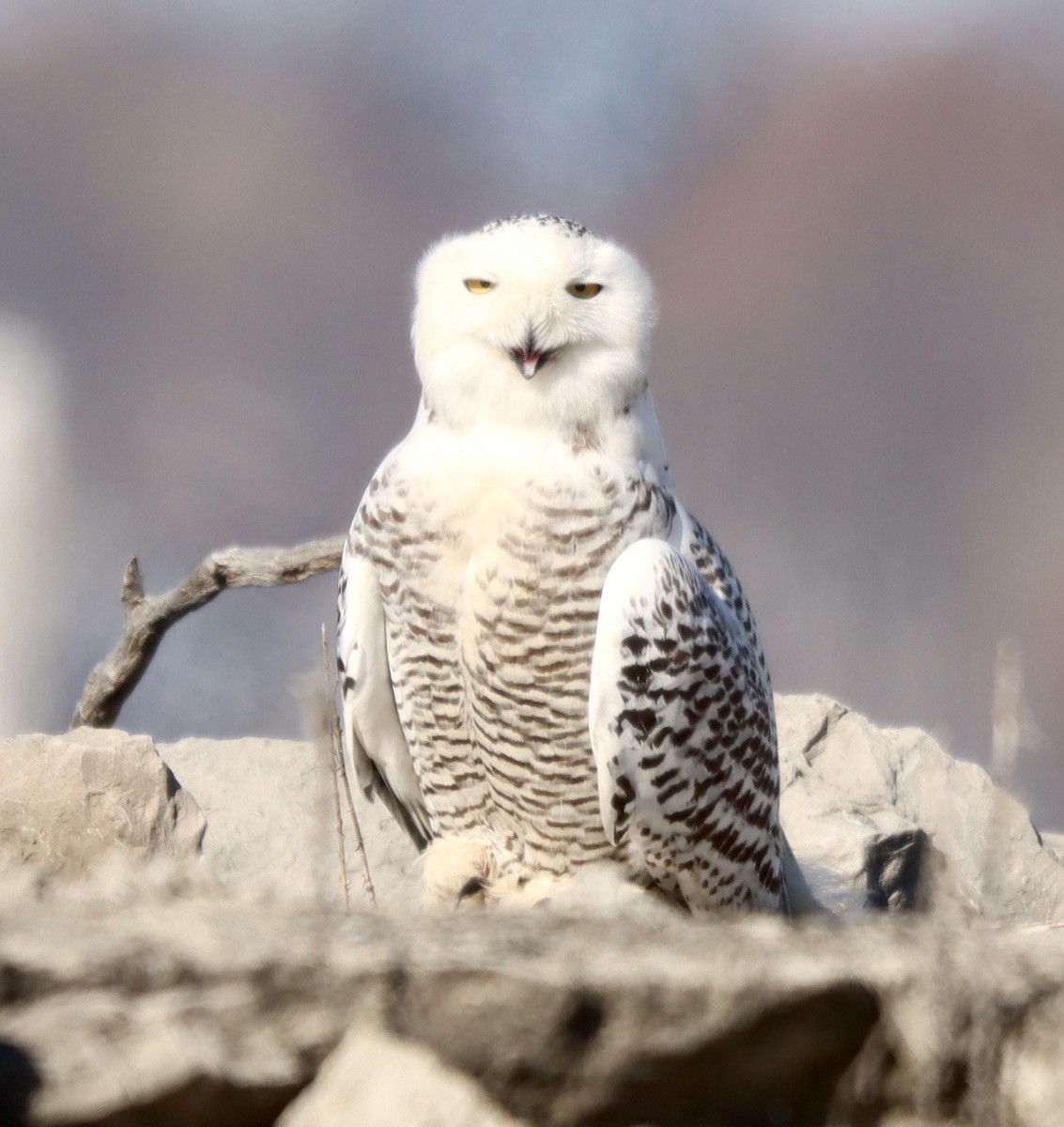Snowy Owl - ML393534351