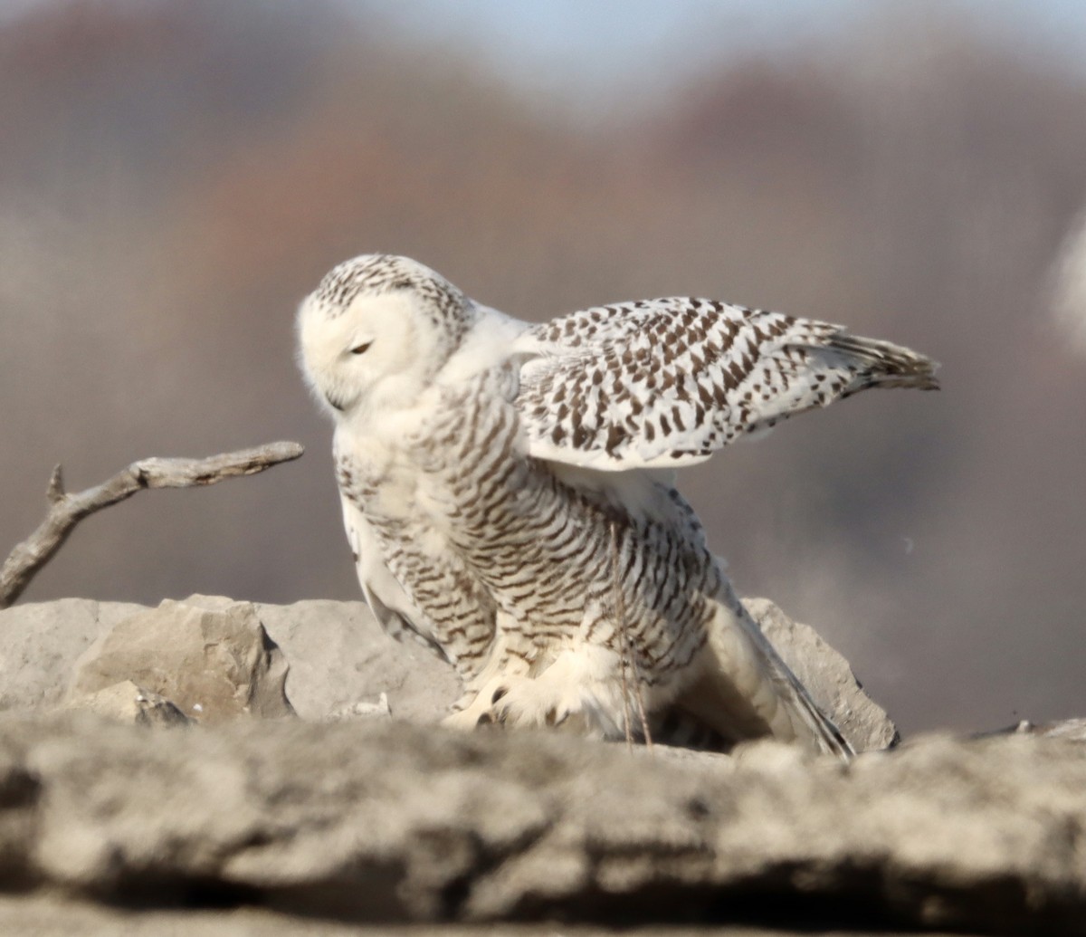 Snowy Owl - ML393534371