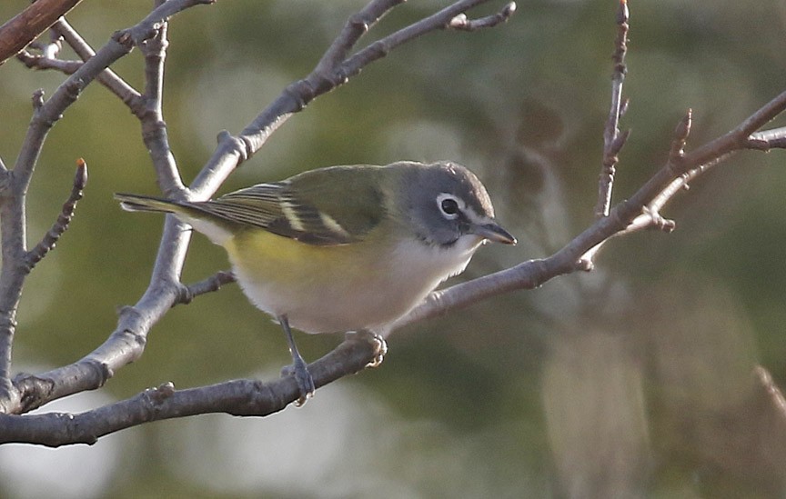 Blue-headed Vireo - ML393534711