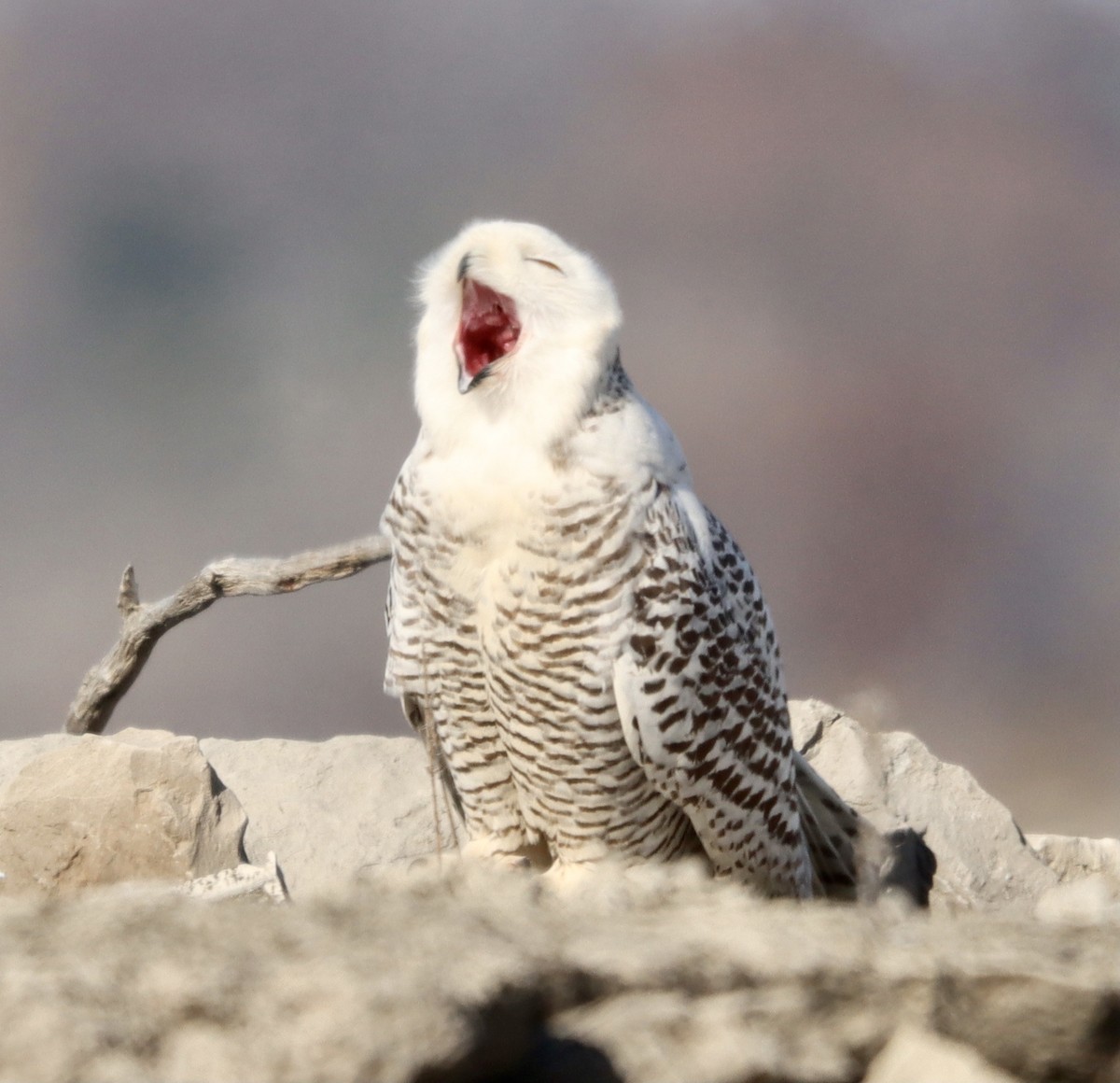 Snowy Owl - ML393535101