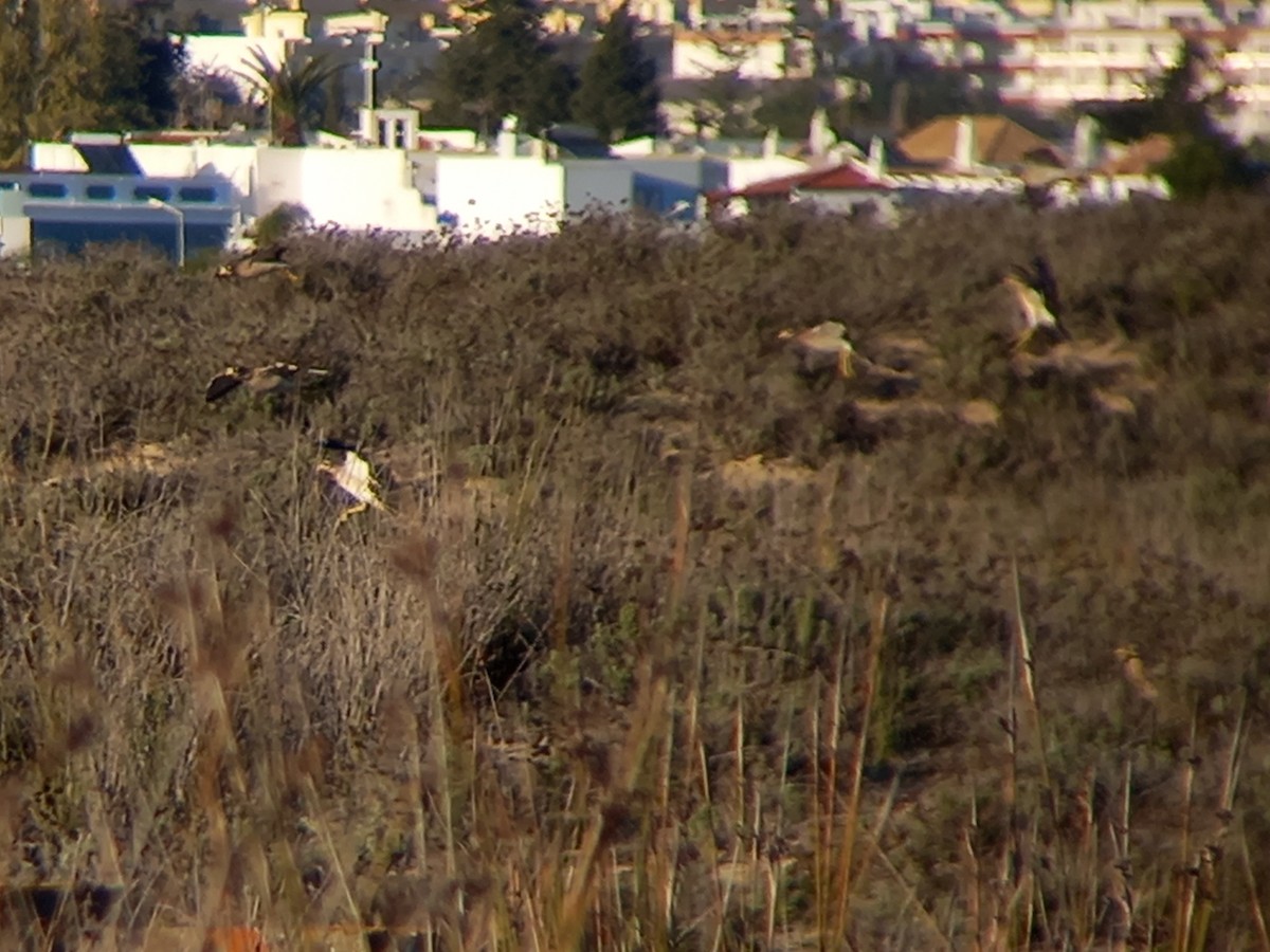 Eurasian Thick-knee - ML393537061