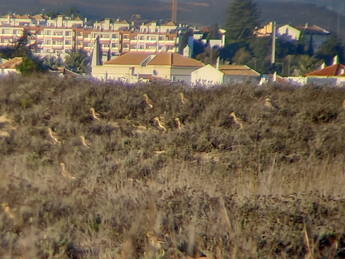 Eurasian Thick-knee - ML393537111