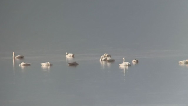 Tundra Swan - ML393537121