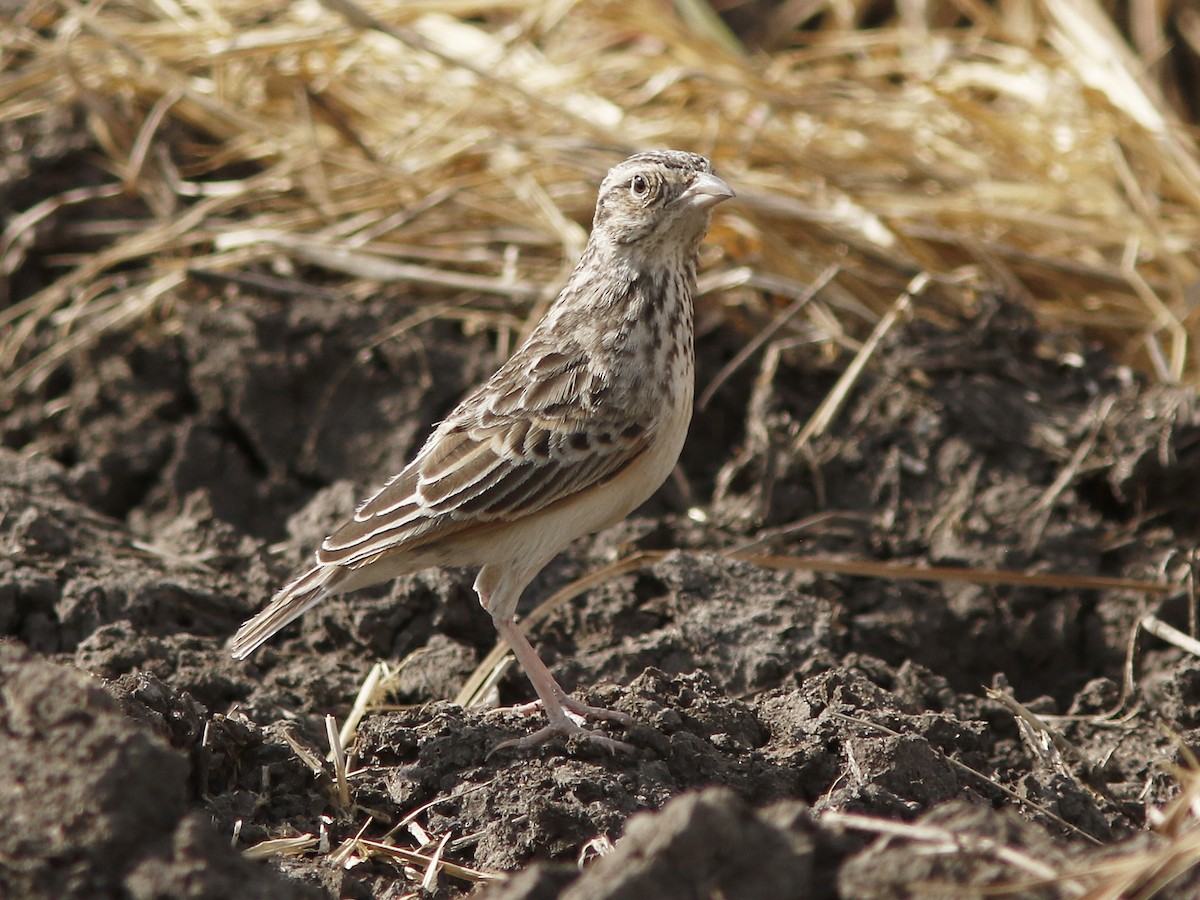 White-tailed Lark - David Beadle