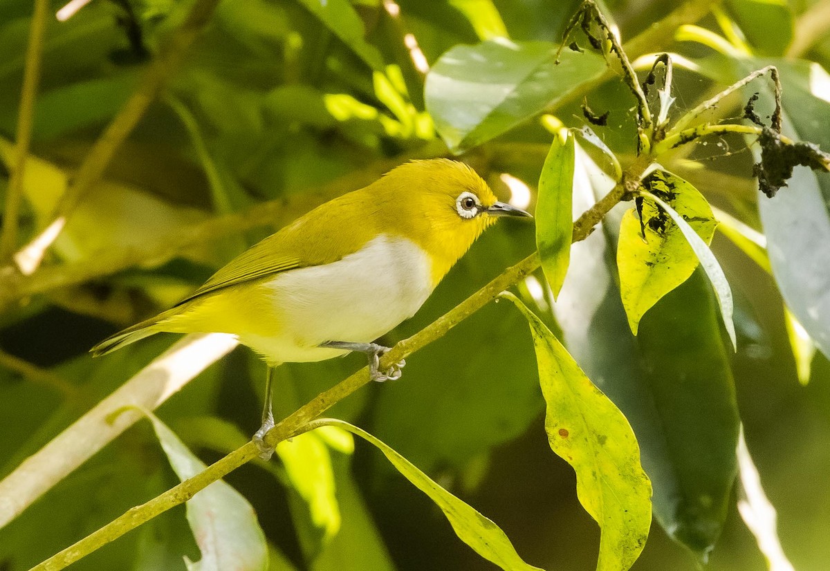 Indian White-eye - ML393538121