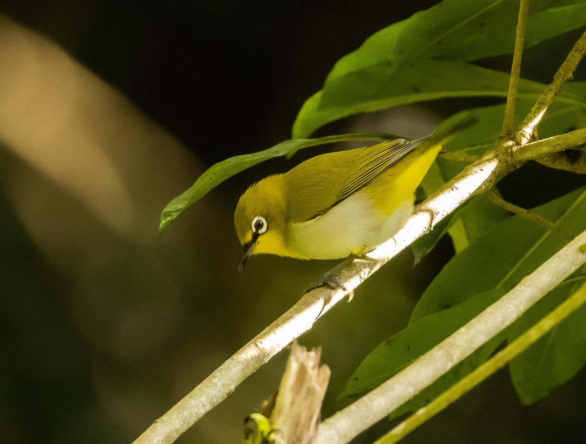 Indian White-eye - Prabhakar T P