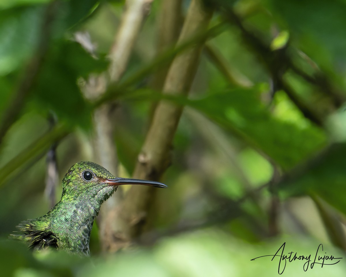 Rufous-tailed Hummingbird - ML393539371