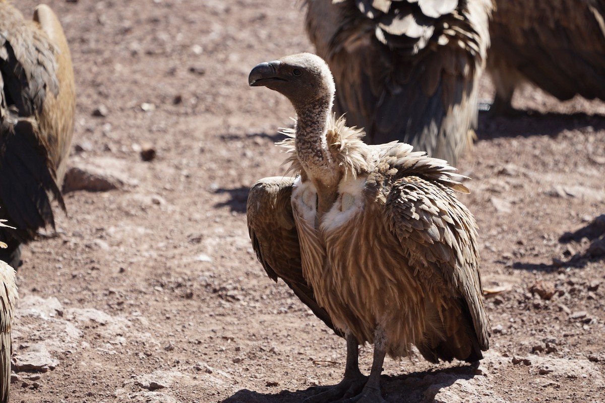 White-backed Vulture - ML393539451
