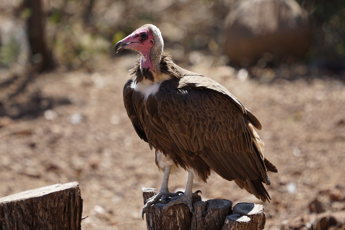 Hooded Vulture - ML393539701
