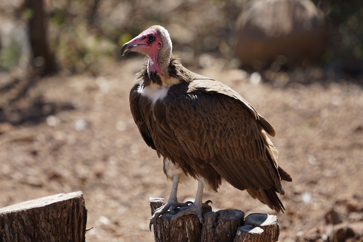 Hooded Vulture - Douglas  Denys