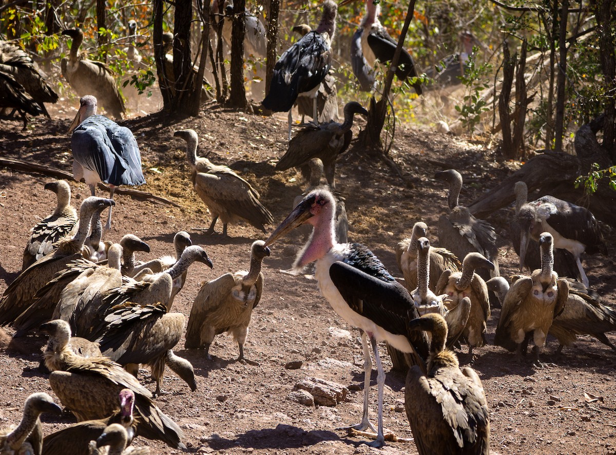 Marabou Stork - ML393539951