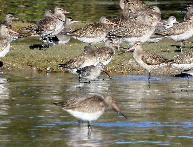 Asian Dowitcher - Carla Perkins