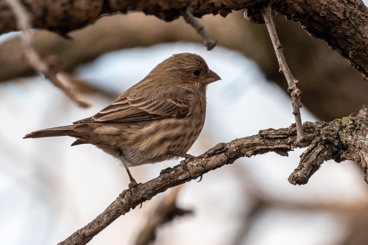 House Finch - ML393541591