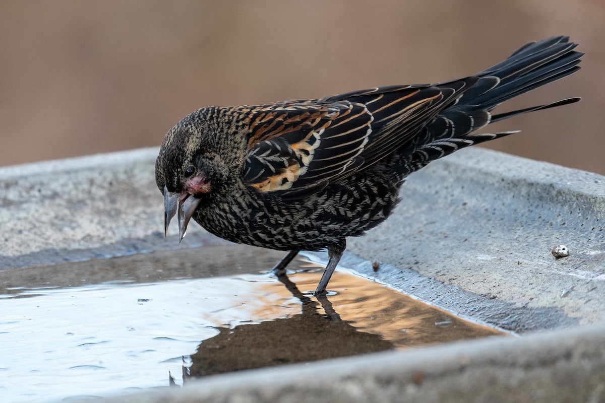 Red-winged Blackbird - Graham Deese