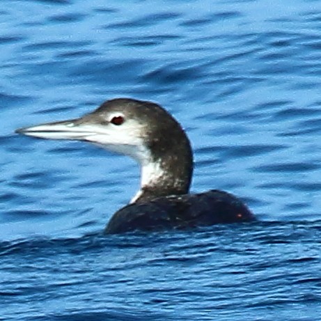 Common Loon - Ryan Candee