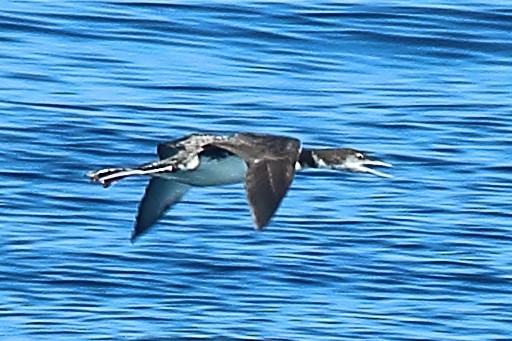 Common Loon - Ryan Candee