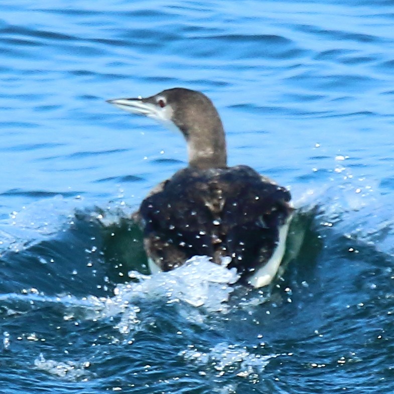 Common Loon - Ryan Candee