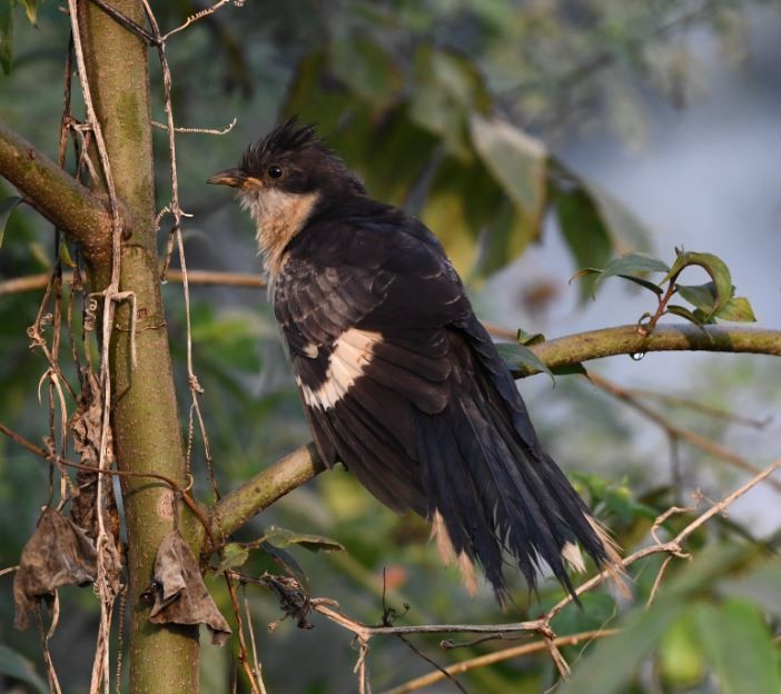 Pied Cuckoo - ML393542951