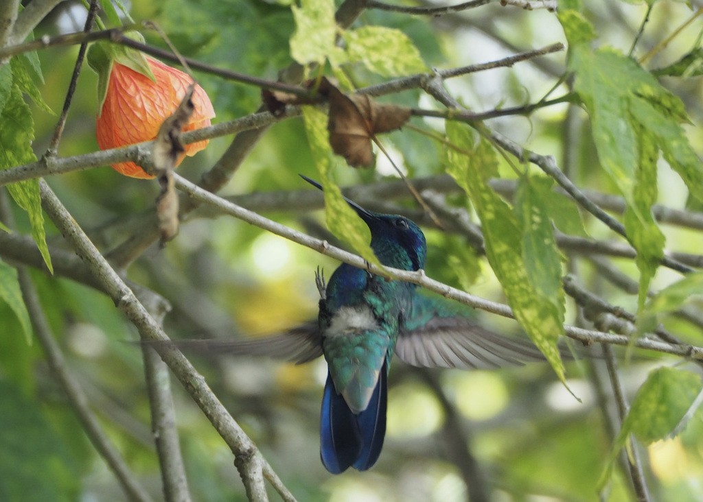 fiolørekolibri - ML393542991