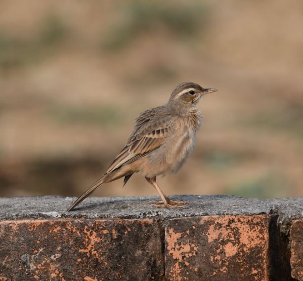 Long-billed Pipit (Indian) - Debankur Saha