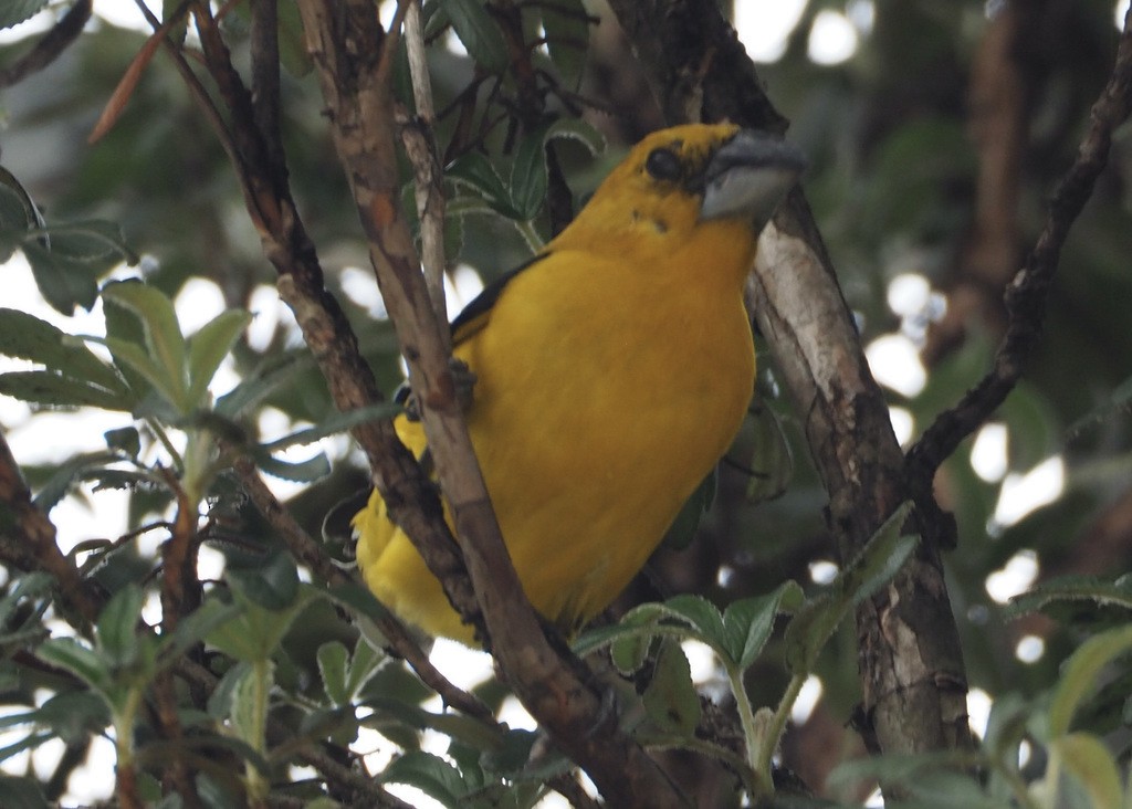 Golden Grosbeak - ML393543201