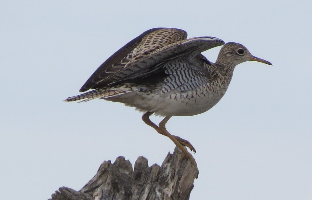 Upland Sandpiper - ML39354471