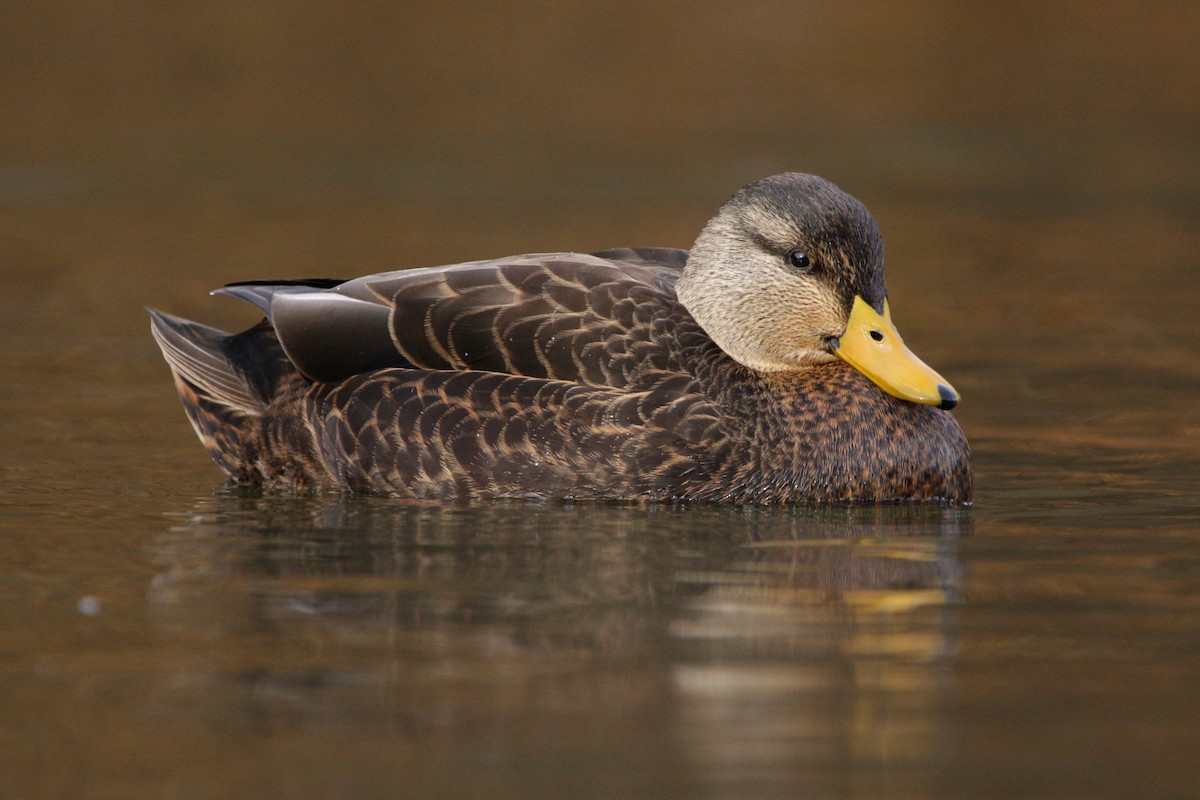 American Black Duck - ML393546911