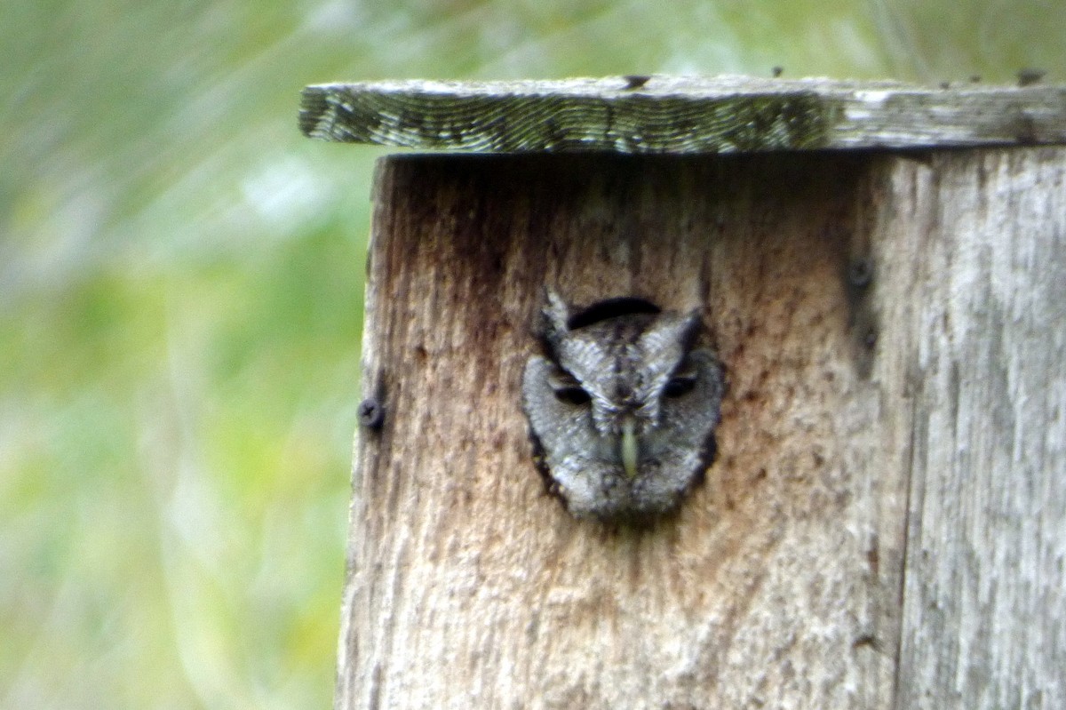 Eastern Screech-Owl - ML39354701