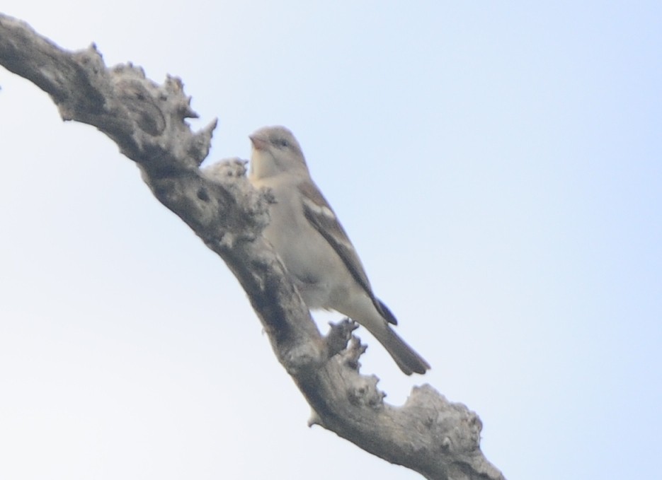 Yellow-throated Sparrow - JOE M RAJA