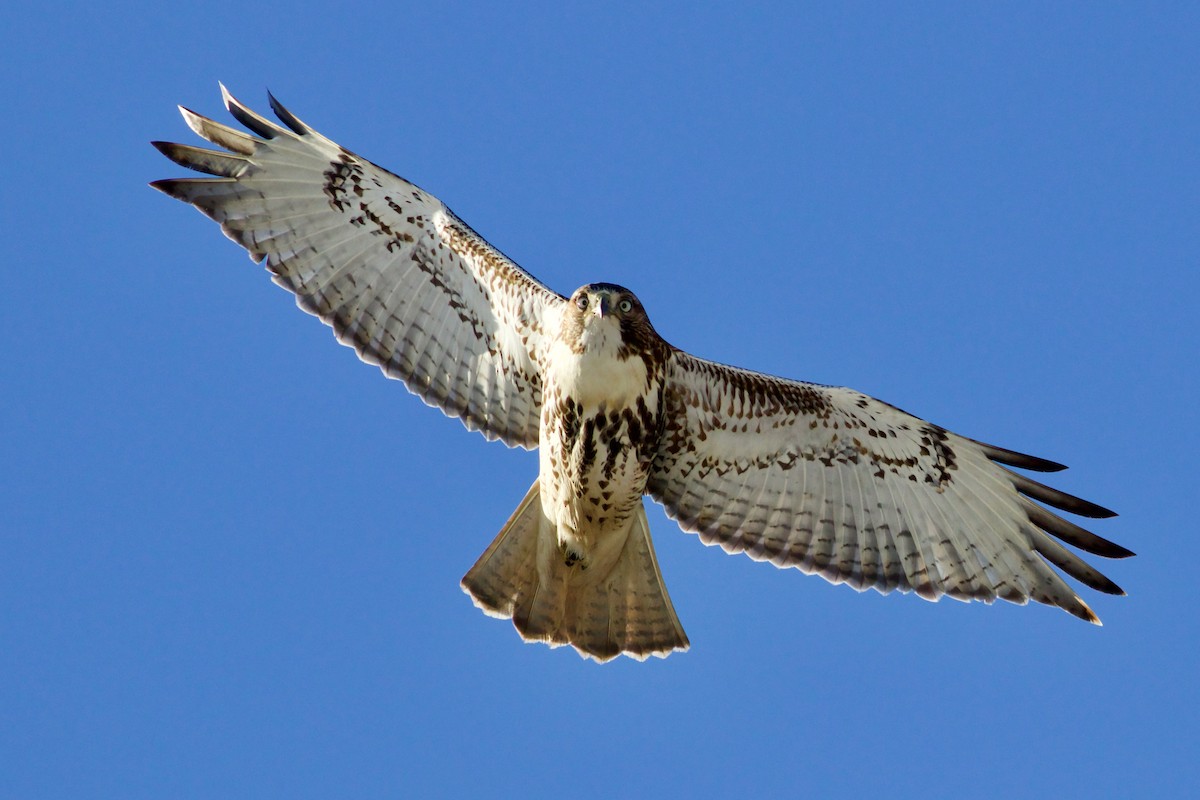 Red-tailed Hawk - ML393548421