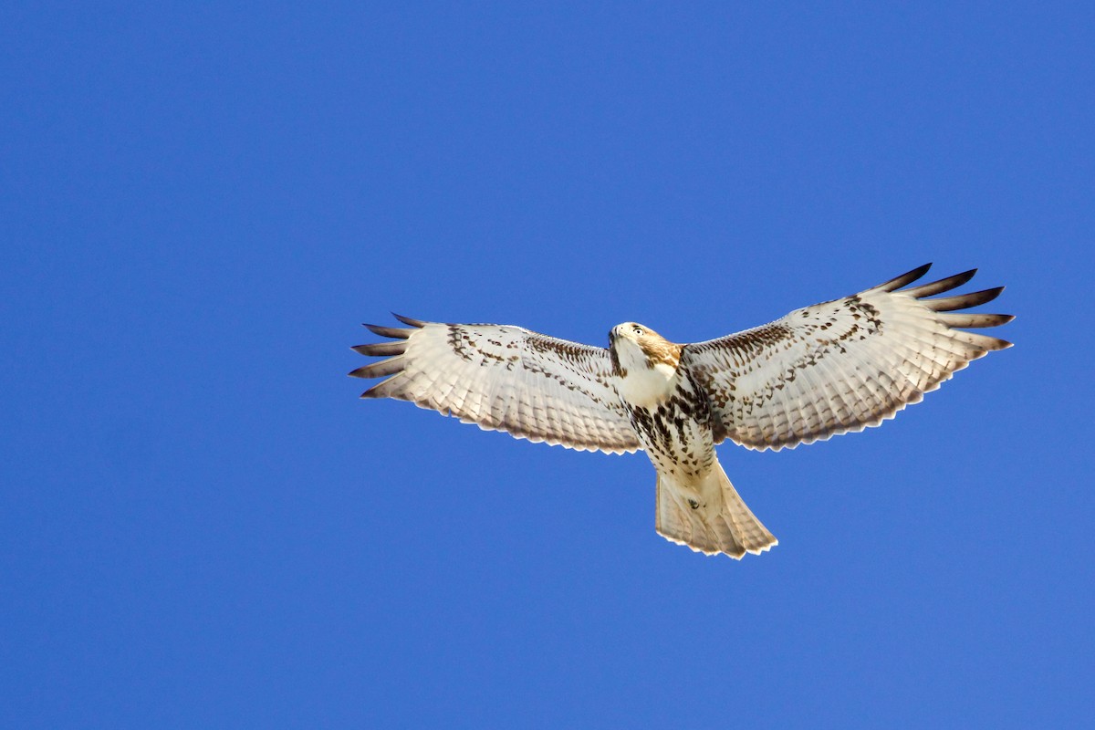 Red-tailed Hawk - ML393548451