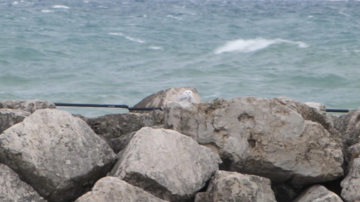 Snowy Owl - ML393552591