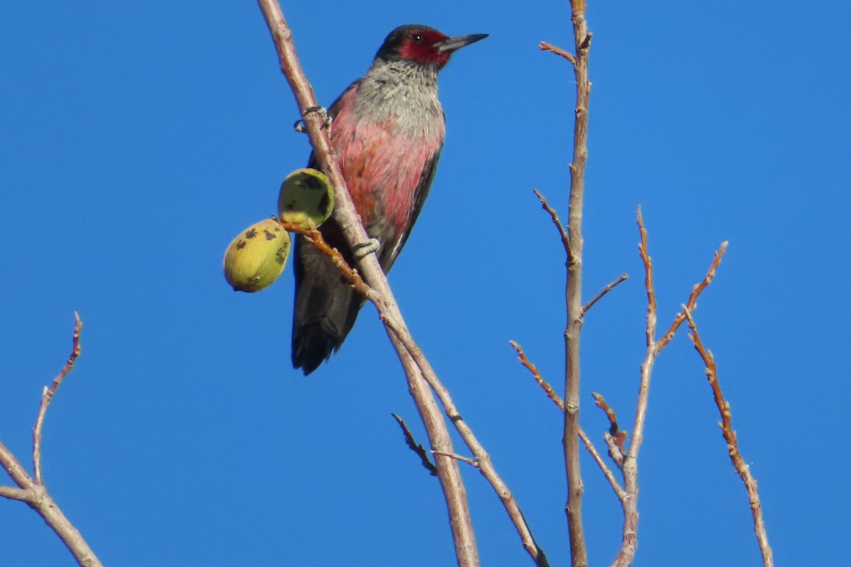 Lewis's Woodpecker - ML393553061