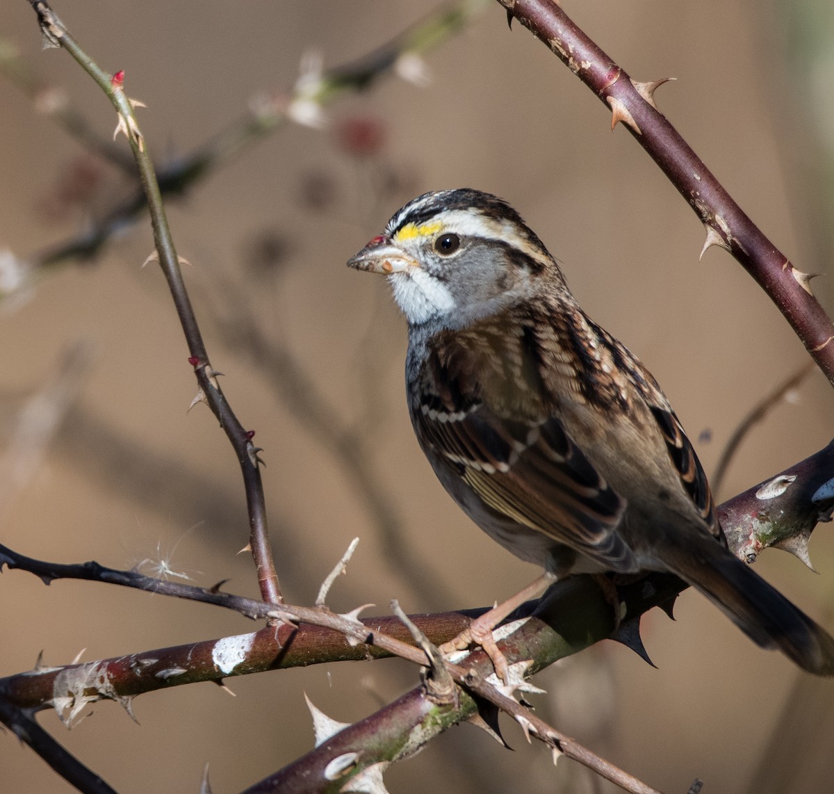 White-throated Sparrow - ML393553161
